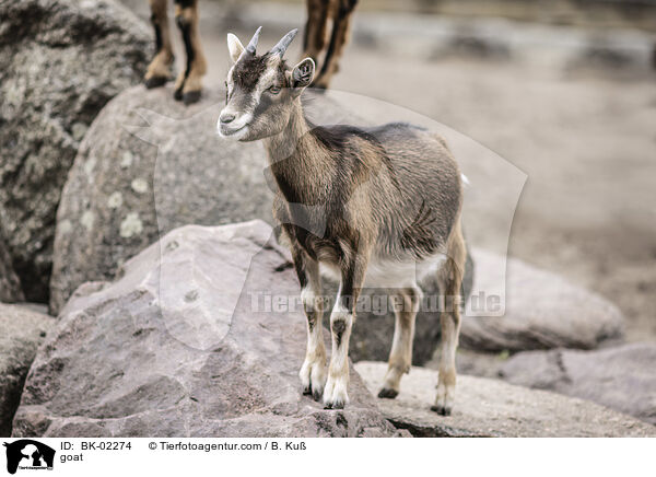 Ziege / goat / BK-02274