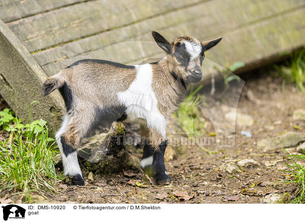 Ziege / goat / DMS-10920