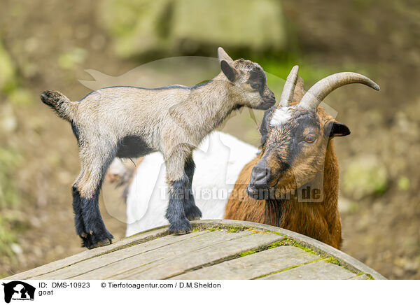 Ziege / goat / DMS-10923