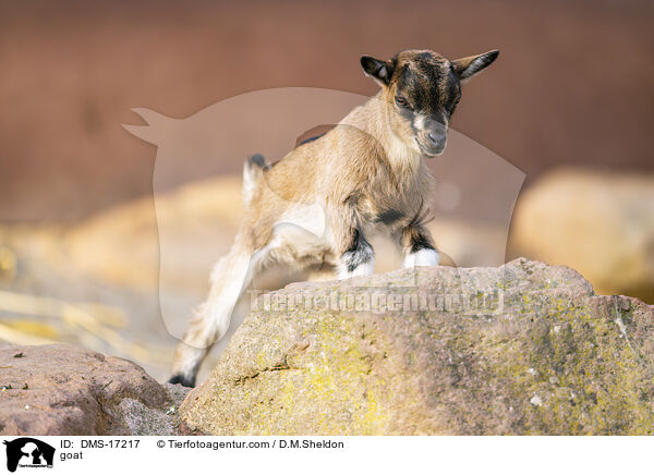 Ziege / goat / DMS-17217