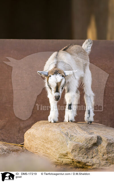 Ziege / goat / DMS-17219