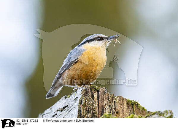 Kleiber / nuthatch / DMS-17232