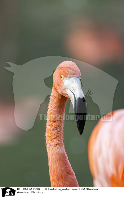Kubaflamingo / American Flamingo / DMS-17236