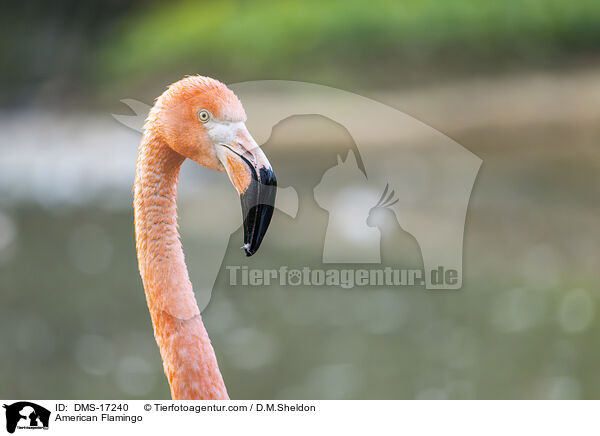 Kubaflamingo / American Flamingo / DMS-17240