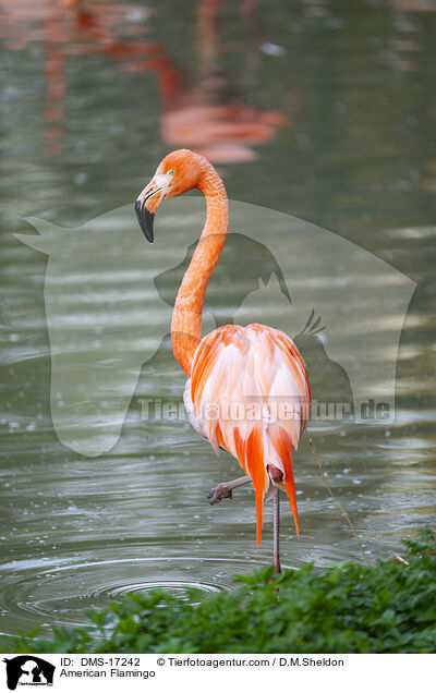 Kubaflamingo / American Flamingo / DMS-17242