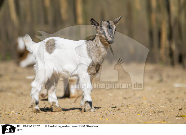 Ziege / goat / DMS-17372