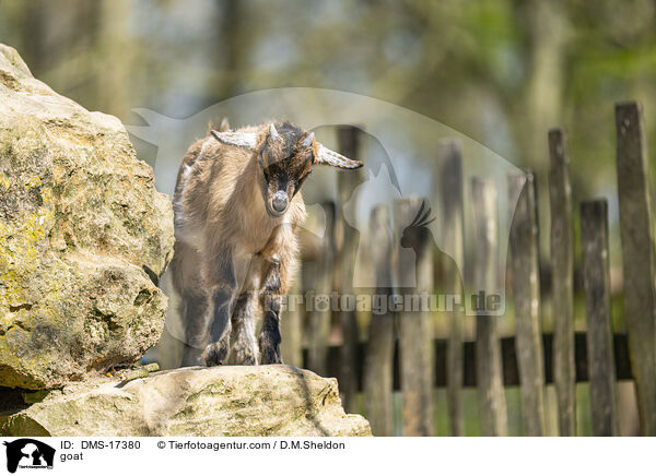 goat / DMS-17380