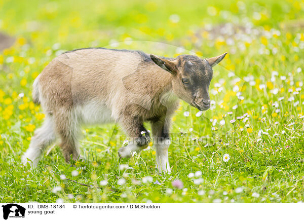Zicklein / young goat / DMS-18184