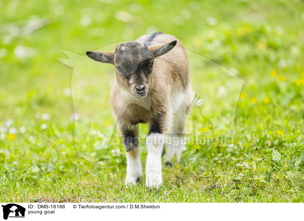 Zicklein / young goat / DMS-18186