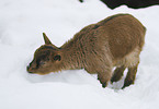 young goat in snow
