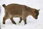 young goat in snow