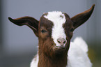 domestic goat