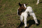 domestic goat