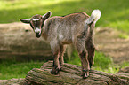 young goat