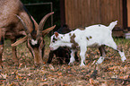 goats