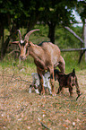 goats