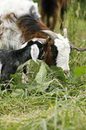 goats