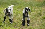 little goats