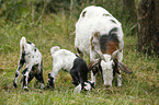 goats