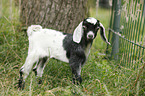 little goat