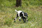 little goat