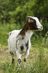 goat