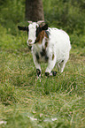 goat
