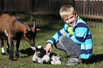 boy and goats