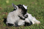 young goat