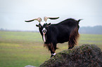 standing goat