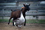 goat with goose