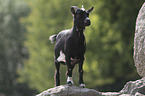 Goat stands on stone