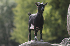 Goat stands on stone