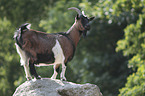 Goat stands on stone