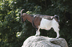 Goat stands on stone