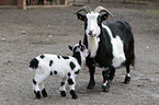 Mother goat with young kid