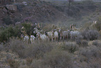 herd of goats