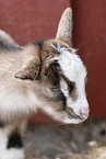 goat baby