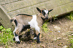 goat