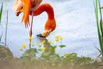 American Flamingo