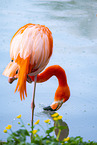 American Flamingo
