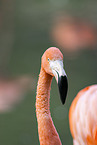 American Flamingo