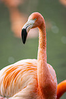 American Flamingo
