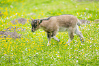 young goat