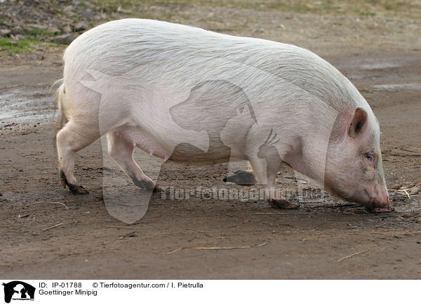 Gttinger Minischwein / Goettinger Minipig / IP-01788