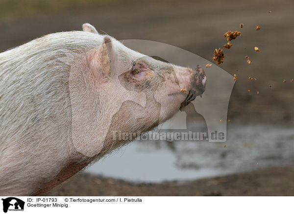 Goettinger Minipig / IP-01793