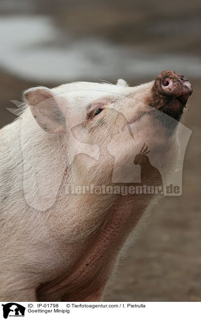 Gttinger Minischwein / Goettinger Minipig / IP-01798