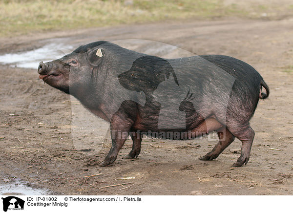 Gttinger Minischwein / Goettinger Minipig / IP-01802