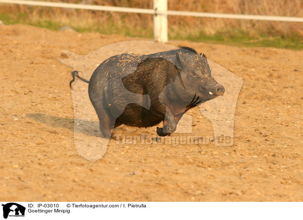 Gttinger Minischwein / Goettinger Minipig / IP-03010