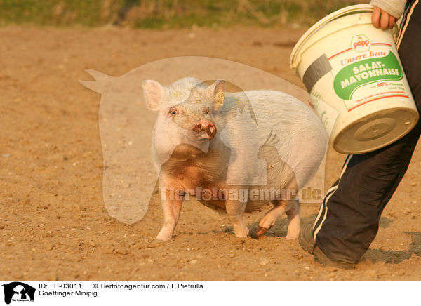 Gttinger Minischwein / Goettinger Minipig / IP-03011